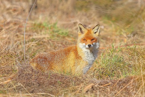 Red fox (Vulpes vulpes), adult animal sitting attentively in a meadow, winter coat, wildlife,