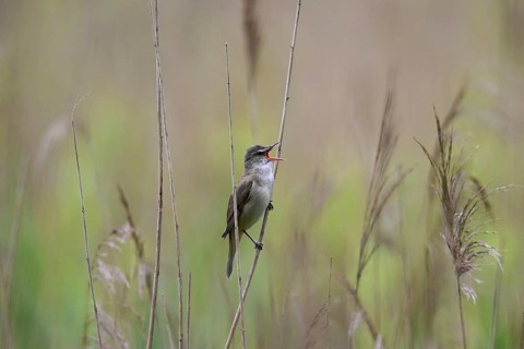 Great reed warbler (Acrocephalus arundinaceus) male singing from reed stem in reedbed in spring