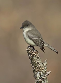 Eastern Phoebe (Sayornis phoebe), Ohio, USA