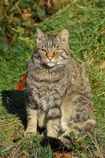 European wildcat (Felis silvestris), sitting in a forest clearing, Rothaargebirge, North