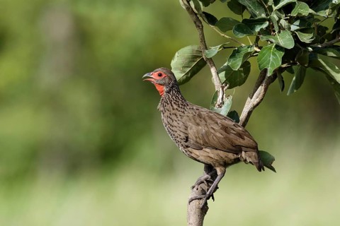 Swainsons Frankolijn, Swainson's Spurfowl, Pternistis swainsonii