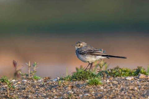 White Wagtail (Motacilla alba), North Rhine-Westphalia, Germany