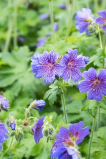 Large Cranesbill (Geranium × magnificum 'Rosemoor'),  Denmark
