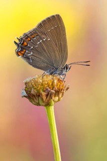 Der Brauner Eichenzipfelfalter (Satyrium ilicis)