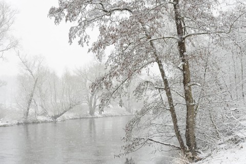 Winter landscape by a river, alders (Alnus) and willows (Salix) on the bank in dense snowfall,