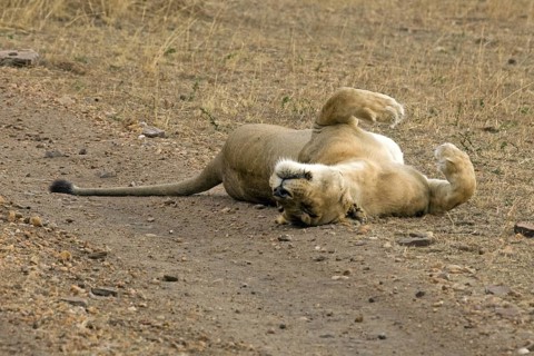 African Lion (Panthera leo) female resting after copulation, Masai Mara, Kenya