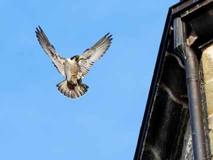 Peregrine Falcon (Falco peregrinus), adult male bird or tiercel in landing flight, approaching its