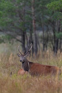 It appears that the young red deer (Cervus elaphus) is watching over its chosen one, rutting
