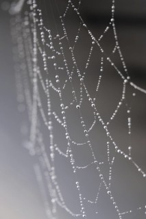 Cobweb web with dewdrops, macro photography, Germany