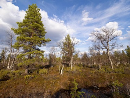 Heath and mixed Hairy Birch (Betula pubescens) and Pine trees (Pinus sylvestris), Pokka, May,
