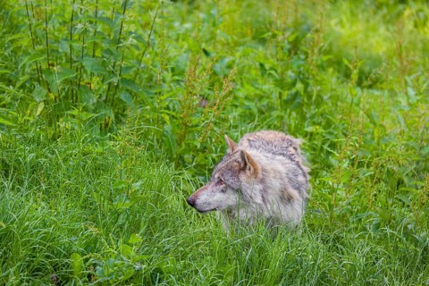 An adult male gray wolf (Canis lupus lupus) runs across a green meadow in hilly terrain