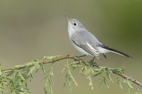 Blue-grey Gnatcatcher (Polioptila caerulea), Texas, USA