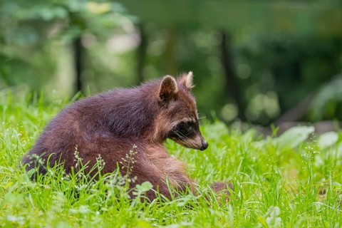 One adult Raccoon, Procyon lotor, walking out of a bush onto a green meadow