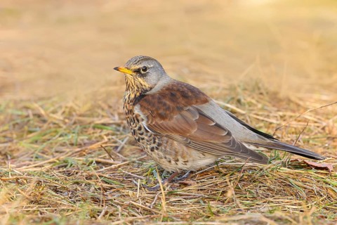Fieldfare (Turdus pilaris), adult bird foraging on forest floor, wildlife, thrushes, winter, nature