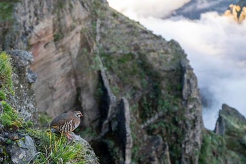 Red-legged partridge (Alectoris rufa), Madeira, Portugal