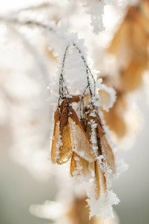 Ice crystals from roarfrost on Amur maple (Acer tataricum subsp. ginnala) seeds at sunshine in