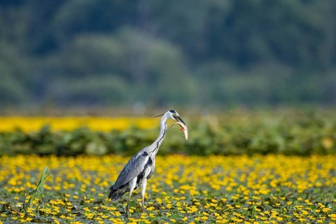 Grey heron (Ardea cinerea) amidst flowering sea pots (Nymphoides peltata) Hungary