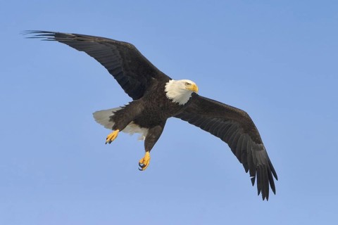 Bald Eagle (Haliaeetus leucocephalus), Alaska, USA