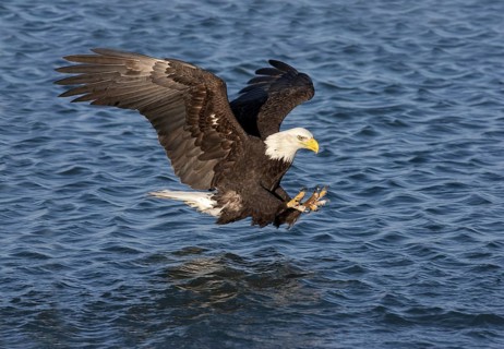 Bald Eagle Haliaeetus leucocephalus Homer, Alaska, United States February Adult about to catch a