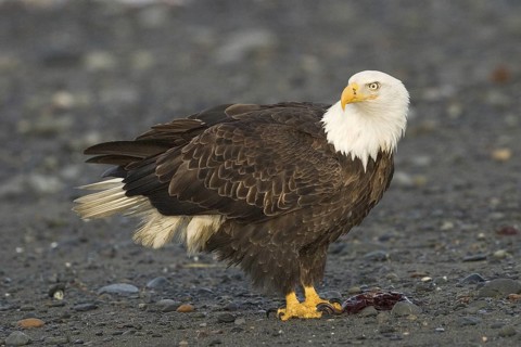 Bald Eagle (Haliaeetus leucocephalus), Alaska, USA