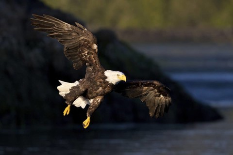 Bald Eagle (Haliaeetus leucocephalus) flying, British Columbia, Canada