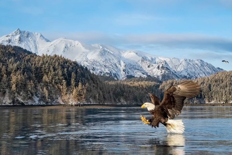 Bald Eagle (Haliaeetus leucocephalus) hunting, Alaska, USA