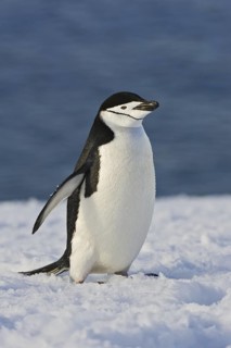 Chinstrap Penguin (Pygoscelis antarcticus), Antarctica