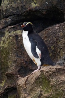 Erect-crested Penguin (Eudyptes sclateri), Antipodes Island, New Zealand