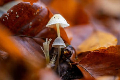 Milky mycena (Mycena galopus) mushroom in a forest in autumn, Bavaria, Germany