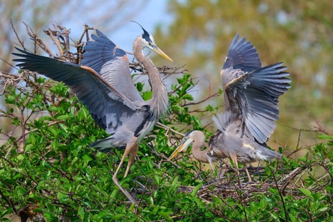 Two Great blue heron (Ardea herodias), with outstretched wings perched on branches surrounded by
