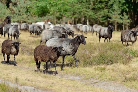 Heidschnucken (Ovis aries), herd in the blooming heathland, Südheide Nature Park, Lüneburg Heath,