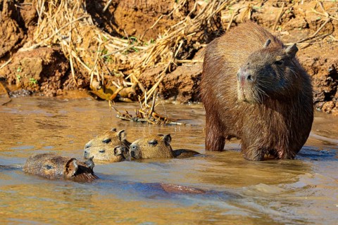 Capybara (Hydrochaeris hydrochaeris) Pantanal Brazil