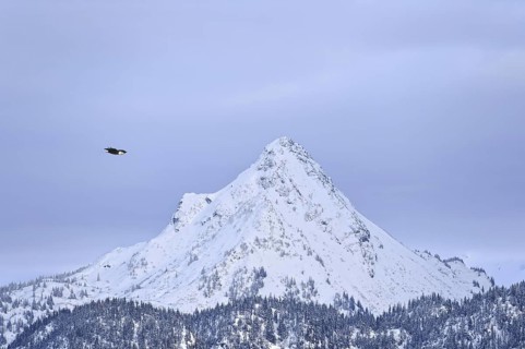 Bald Eagle (Haliaeetus leucocephalus) flying, Alaska, USA