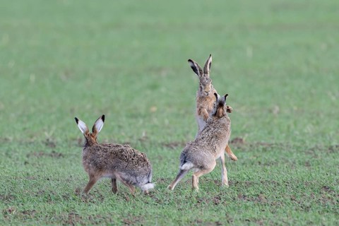 European hare (Lepus europaeus) mating season, so-called gathering time, hares fighting with each