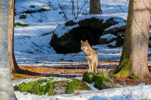 European gray wolf (Canis lupus lupus) standing in a forest in winter, snow, Bavaria, Germany