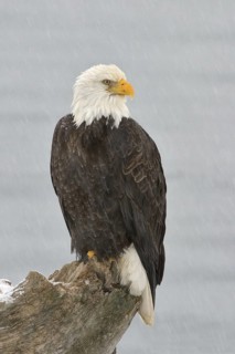 Bald Eagle (Haliaeetus leucocephalus), Alaska, USA