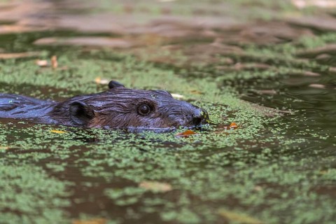 One North American beaver or Canadian beaver, Castor canadensis, swimming through a pond covered