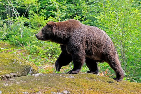 Eurasian brown bear (Ursus arctos arctos), adult, female, running, foraging, alert, in summer,