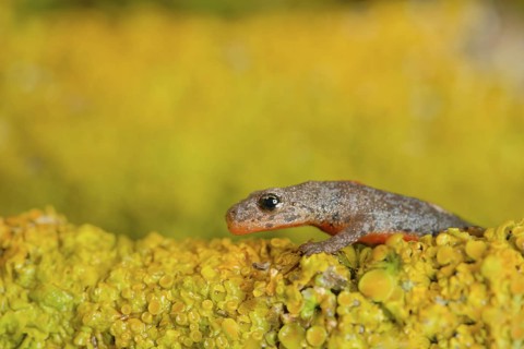Alpine newt. leaves and lichens. Hessen, Germany