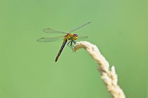 Marsh dragonfly (Sympetrum depressiusculum), female approaching a blade of grass, Switzerland