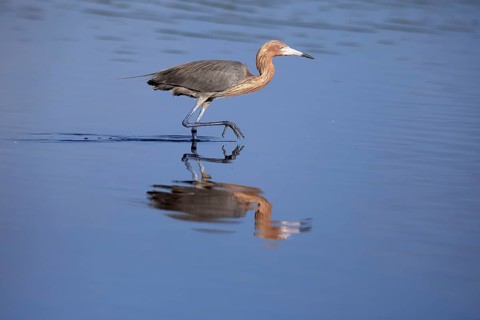 Reddish Egret (Egretta rufescens), adult, in water, foraging, hunting, alert, Merritt Island, Black