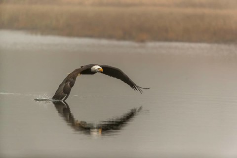 One Bald Eagle, Haliaeetus leucocephalus, flying over a small pond with reed gras on a foggy cold