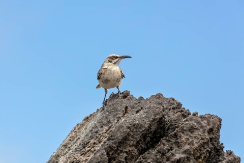 Galápagos mockingbird (Mimus parvulus, syn.: Nesomimus parvulus), Galapagos, Ecuador