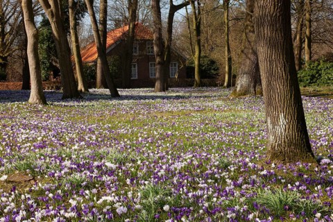 Crocuses, spring crocuses, crocus field, carpet of flowers, spring saffron, iris family, Backemoor,