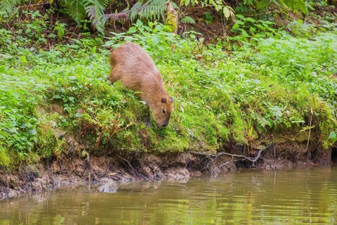 A (greater) capybara (Hydrochoerus hydrochaeris) searches for food in the dense riparian vegetation
