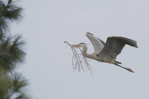 Great Blue Heron (Ardea herodias), Arizona, USA