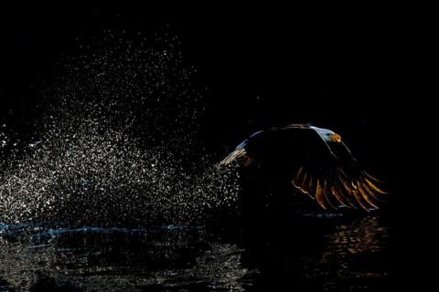 Bald Eagle (Haliaeetus leucocephalus) hunting, Alaska, USA