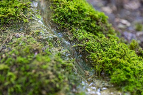 Natural phenomenon in the forest, stone channel of Roschlaub, Scheßlitz, Upper Franconia, Bavaria,