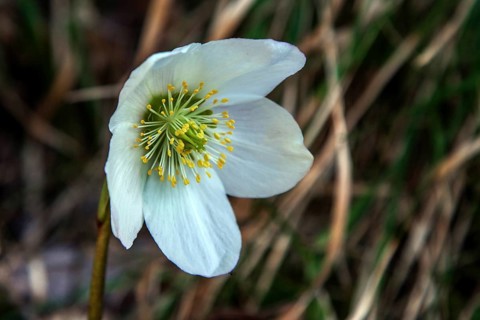 Snow rose (Helleborus niger), also known as Christmas rose or black hellebore, Hinterstein, Bad