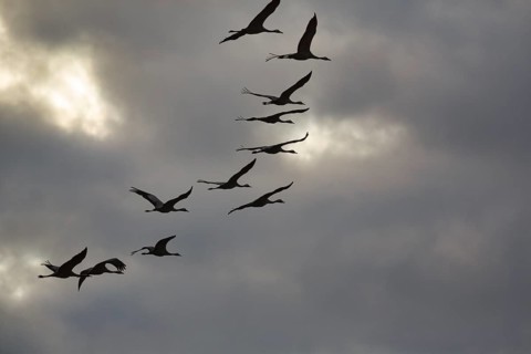 Cranes flying, grey crane (Grus grus), bird migration, silhouettes in the evening sky, Rehdener